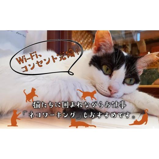 ふるさと納税 体験チケット 沖縄県 宜野湾市 沖縄県 宜野湾市 沖縄保護猫カフェふれあい体験120分ペアチケット(ドリンク+おやつ体験付) | ねこ 応援 | 保護猫…_4