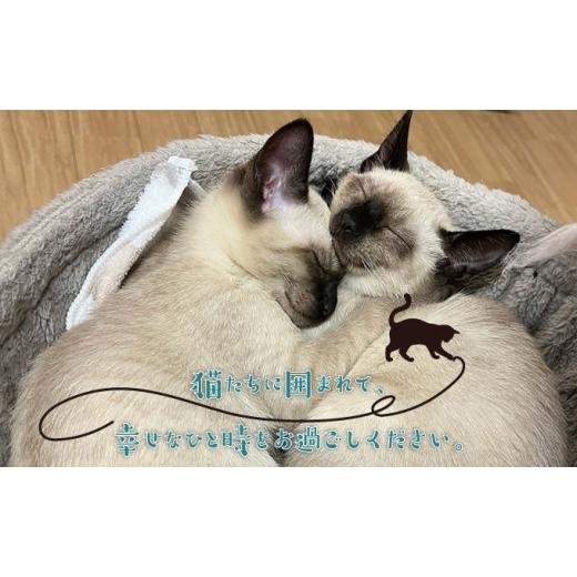 ふるさと納税 体験チケット 沖縄県 宜野湾市 沖縄県 宜野湾市 沖縄保護猫カフェふれあい体験120分ペアチケット(ドリンク+おやつ体験付) | ねこ 応援 | 保護猫…_5