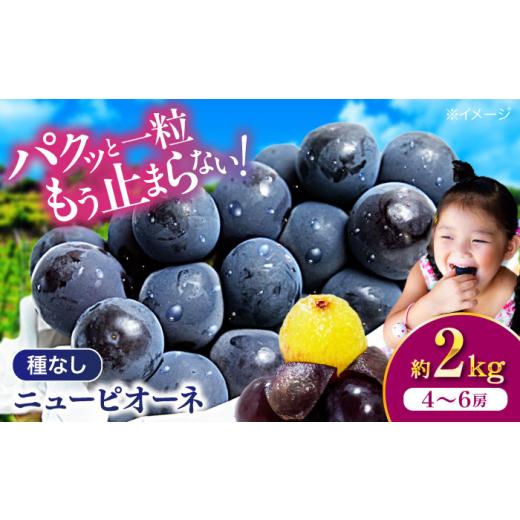 ふるさと納税 果物類 ぶどう 愛媛県 大洲市 ぶどう 先行予約 2026年8月中旬から順次発送 ニューピオーネ 2kg(4から6房) 葡萄 ピオーネ 先行予約 2kg 4房 5房…