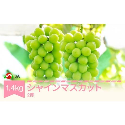 ふるさと納税 ぶどう マスカット 山形県 村山市 先行予約 ぶどう ブドウ シャインマスカット 令和8年産 2026年産 約1.4kg 果物 ja-busmx14
