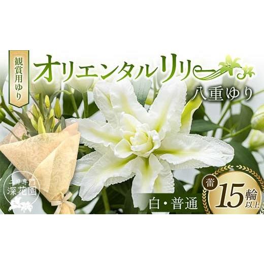 ふるさと納税 雑貨・日用品 花 福島県 白河市 ユリ専門 深花園 観賞用ゆり オリエンタルリリー 八重ゆり 白・普通 蕾15輪以上 F23R-951 八重ゆり 白・普通