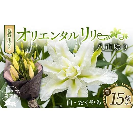 ふるさと納税 雑貨・日用品 花 福島県 白河市 ユリ専門 深花園 観賞用ゆり オリエンタルリリー 八重ゆり 白・おくやみ 蕾15輪以上 F23R-953 八重ゆり 白・おく…