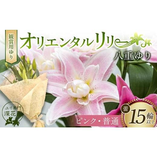 ふるさと納税 雑貨・日用品 花 福島県 白河市 ユリ専門 深花園 観賞用ゆり オリエンタルリリー 八重ゆり ピンク・普通 蕾15輪以上 F23R-954 八重ゆり ピンク・…