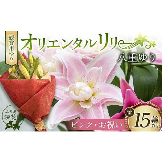 ふるさと納税 雑貨・日用品 花 福島県 白河市 ユリ専門 深花園 観賞用ゆり オリエンタルリリー 八重ゆり ピンク・お祝い 蕾15輪以上 F23R-955 八重ゆり ピンク…