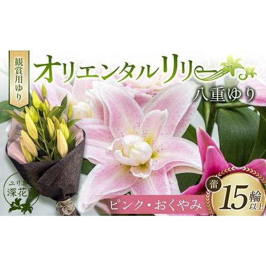 ふるさと納税 雑貨・日用品 花 福島県 白河市 ユリ専門 深花園 観賞用ゆり オリエンタルリリー 八重ゆり ピンク・おくやみ 蕾15輪以上 F23R-956 八重ゆり ピン…