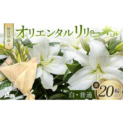 ふるさと納税 雑貨・日用品 花 福島県 白河市 ユリ専門 深花園 観賞用ゆり オリエンタルリリー 白・普通 蕾20輪以上 F23R-958 オリエンタルリリー 白・普通