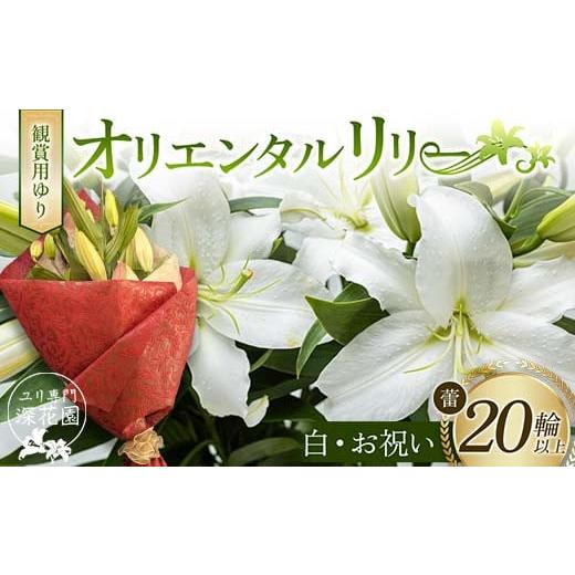 ふるさと納税 雑貨・日用品 花 福島県 白河市 ユリ専門 深花園 観賞用ゆり オリエンタルリリー 白・お祝い 蕾20輪以上 F23R-959 オリエンタルリリー 白・お祝…