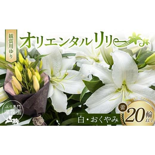 ふるさと納税 雑貨・日用品 花 福島県 白河市 ユリ専門 深花園 観賞用ゆり オリエンタルリリー 白・おくやみ 蕾20輪以上 F23R-960 オリエンタルリリー 白・お…