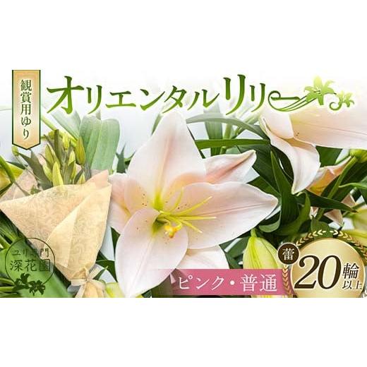 ふるさと納税 雑貨・日用品 花 福島県 白河市 ユリ専門 深花園 観賞用ゆり オリエンタルリリー ピンク・普通 蕾20輪以上 F23R-961 オリエンタルリリー ピンク…