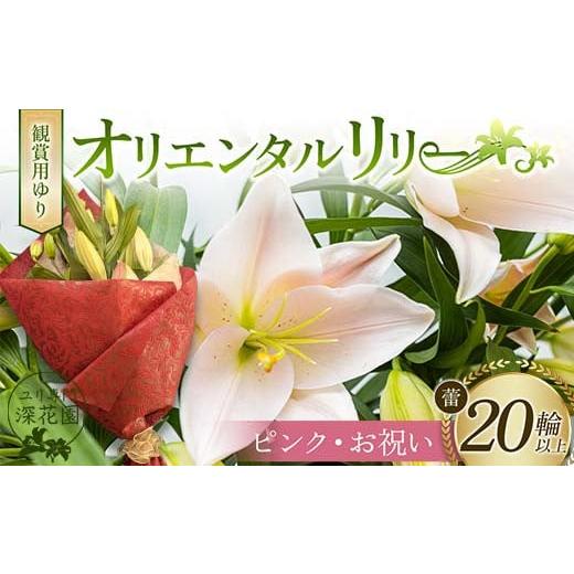 ふるさと納税 雑貨・日用品 花 福島県 白河市 ユリ専門 深花園 観賞用ゆり オリエンタルリリー ピンク・お祝い 蕾20輪以上 F23R-962 オリエンタルリリー ピン…