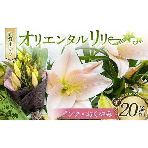ふるさと納税 雑貨・日用品 花 福島県 白河市 ユリ専門 深花園 観賞用ゆり オリエンタルリリー ピンク・おくやみ 蕾20輪以上 F23R-963 オリエンタルリリー ピ…