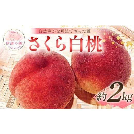 ふるさと納税 もも 福島県 伊達市 2026年出荷分先行予約 福島県産 さくら白桃 約2kg (5〜8玉) 森果樹園 自然豊かな月舘で育った桃 伊達の桃 桃 フルーツ 果物…