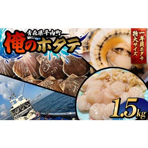ふるさと納税 魚貝類 ホタテ 青森県 平内町 「俺のホタテ」 1年貝ホタテ特大サイズ 1.5kg ホタテ ほたて 帆立 活ホタテ 貝柱 殻付き 魚介 魚貝 魚貝類 青森 青…