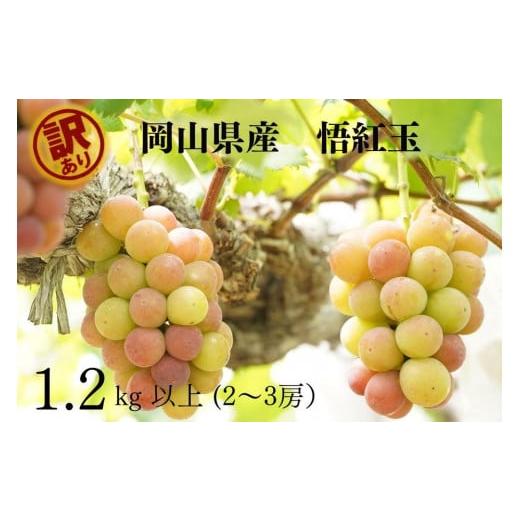 ふるさと納税 ぶどう 岡山県 岡山市 訳あり 悟紅玉 旧ゴルビー 2〜3房 合計1.2kg以上 産地直送 朝採れ ぶどう 葡萄 岡山 Kawahara Green Farm 岡山県産 2026…