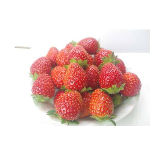 ふるさと納税 いちご 岩手県 一関市 先行予約 唐沢いちご農園 小粒いちご さちのか 1kg (500g×2) 果物 フルーツ 苺 イチゴ 岩手県 一関市 さちのか1kg