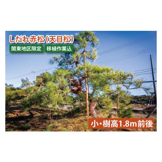 ふるさと納税 花・苗木 茨城県 鹿嶋市 移植作業込 しだれ赤松（天目松