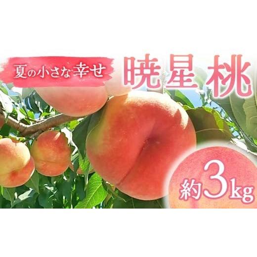 ふるさと納税 もも 福島県 伊達市 2026年出荷分先行予約 福島県産 暁星 約3kg (9〜12玉) 福島の桃農家ペシェエラ 夏の小さな幸せ 伊達の桃 桃 フルーツ 果物 …