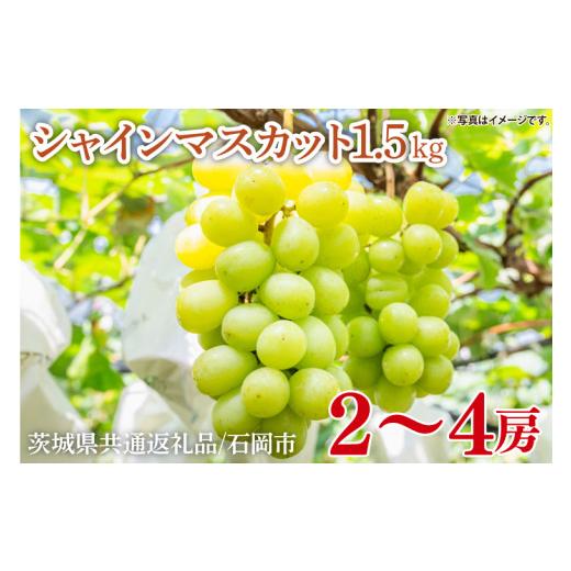 ふるさと納税 ぶどう マスカット 茨城県 行方市 2026年8月中旬より順次発送 数量限定 シャインマスカット 約1.5kg(2〜4房) 茨城県共通返礼品/石岡市 |シャ…