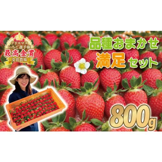 ふるさと納税 いちご 埼玉県 羽生市 事前受付 いちご 食べ比べ 約 800g ( かおり野 よつぼし 紅ほっぺ 恋みのり おいCベリー ) 完熟 5品種 から 2種類 お届け…