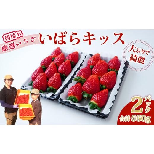 ふるさと納税 いちご 茨城県 常陸太田市 いちご いばらキッス 平詰め 約280g×2パック 1箱 | いちご 贈答 新鮮 産地直送 家族 子ども 大粒 いばらキッス フル…