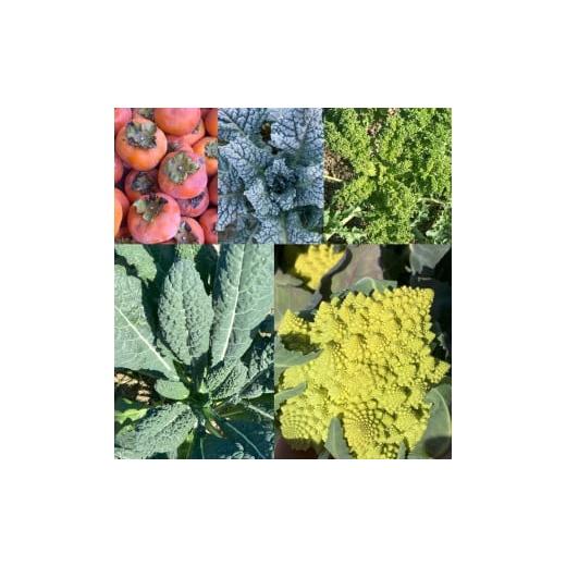 ふるさと納税 セット・詰合せ 三重県 多気町 旬の西洋野菜セットA（6種類ほど）YA-02の画像