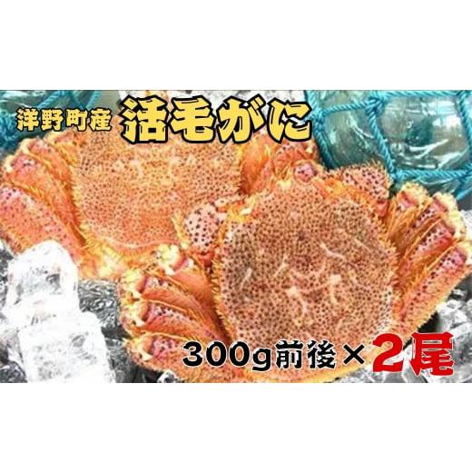 ふるさと納税 カニ 毛ガニ 岩手県 洋野町 3/31まで 洋野町産活毛がに 300g前後×2尾 三陸 天然 冷蔵 蟹 カニ 味噌