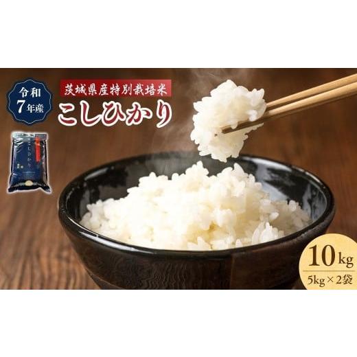 ふるさと納税 米 コシヒカリ 茨城県 龍ケ崎市 令和7年産 こしひかり 特別栽培米 精米 10kg | 米 お米 白米 ごはん ご飯 コシヒカリ 稲作一筋 農薬を抑えた 特…