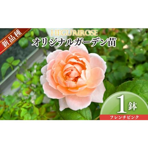 ふるさと納税 雑貨・日用品 苗木 奈良県 平群町 市場をはじめ愛好家から高評価 オリジナルガーデン苗 四季咲き フレンチピンク | ローズ 薔薇 バラ フラワー …