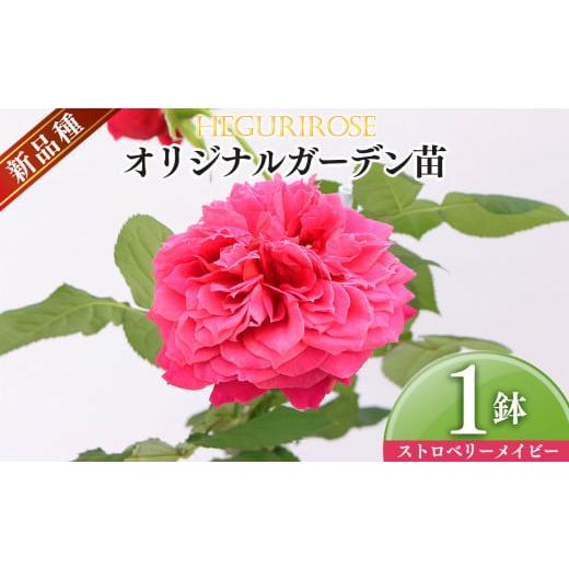 ふるさと納税 雑貨・日用品 苗木 奈良県 平群町 市場をはじめ愛好家から高評価 オリジナルガーデン苗 四季咲き ストロベリーメイビー | ローズ 薔薇 バラ フラ…
