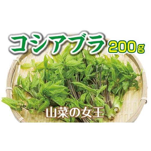 ふるさと納税 野菜類 山菜 岩手県 普代村 先行予約 4月下旬頃〜発送予定 山菜 コシアブラ 200g 天然 こしあぶら