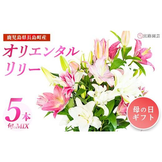 ふるさと納税 雑貨・日用品 花 鹿児島県 長島町 母の日 4/30決済完了で5/10までにお届け オリエンタルリリー(ユリ)旬のミックス 5本 ユリ 花 ユリの花 百…