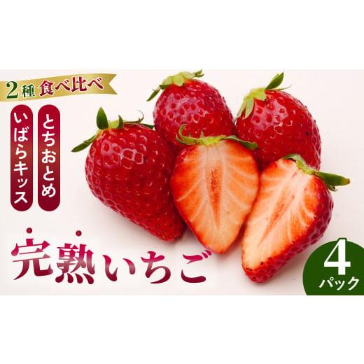 ふるさと納税 いちご 茨城県 常陸太田市 2026年 先行予約 いちごグランプリ大賞受賞 完熟いちご4パック | 贈答 プレゼント 苺 イチゴ いちご 完熟 とちおとめ…