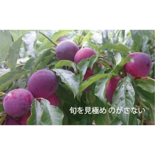 ふるさと納税 もも 香川県 さぬき市  先行予約 飯田桃園のすもも 1.6kg 6月出荷 スモモ 瀬戸内のスモモ 香川 さぬき市の画像