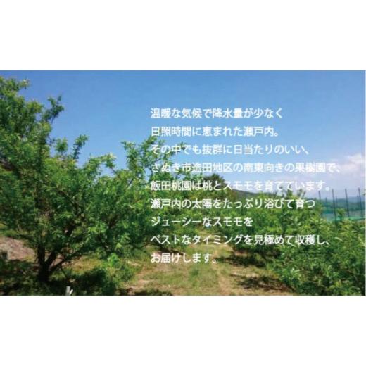 ふるさと納税 もも 香川県 さぬき市  先行予約 飯田桃園のすもも 1.6kg 6月出荷 スモモ 瀬戸内のスモモ 香川 さぬき市の画像