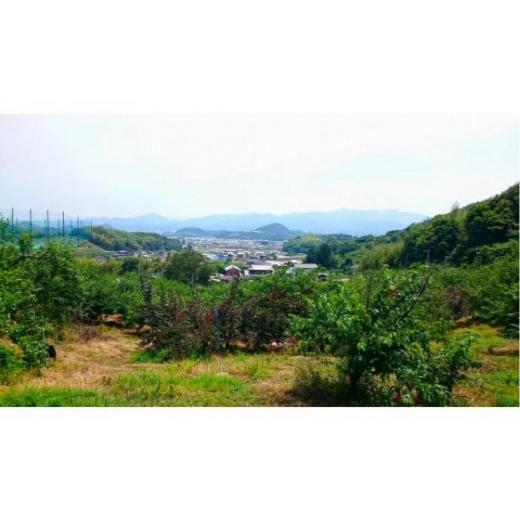 ふるさと納税 もも 香川県 さぬき市  先行予約 さぬき市の白桃 約2kg 8月発送 品種おまかせ 国産 もも 桃 白桃 白鳳 あかつき 清水白桃 なつおとめ 川中島白桃…の画像
