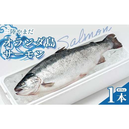 ふるさと納税 魚貝類 サーモン 岩手県 山田町 発送期間5月〜7月 三陸やまだオランダ島サーモン×1本(約2kg) 三陸やまだ漁協 月曜日発送 沖縄・離島配送不可…