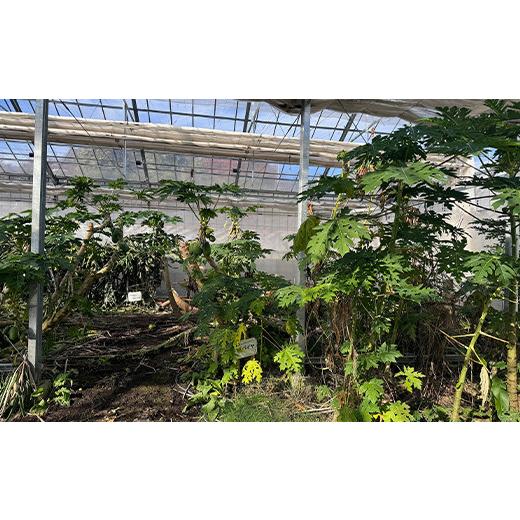 ふるさと納税 紅茶 茶葉・ティーバッグ 群馬県 渋川市 パパイヤ葉茶 （5g×10パック）6袋 F4H-0516_4