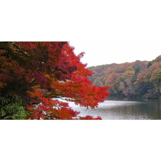 ふるさと納税 美容 入浴剤 大阪府 四條畷市 エミュール ミネラルバスパウダー プレミアムセット 1500g+25g×8個 1592609_5