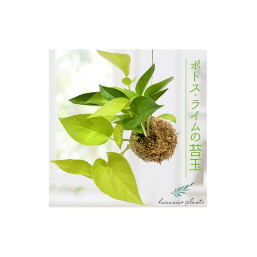 ふるさと納税 花・苗木 盆栽 大阪府 和泉市 ポトスライムの苔玉 おしゃれなインテリア 300g 1601797_1