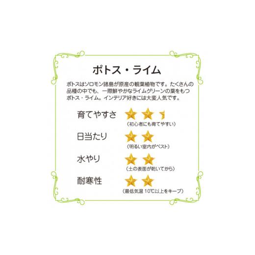 ふるさと納税 花・苗木 盆栽 大阪府 和泉市 ポトスライムの苔玉 おしゃれなインテリア 300g 1601797_2