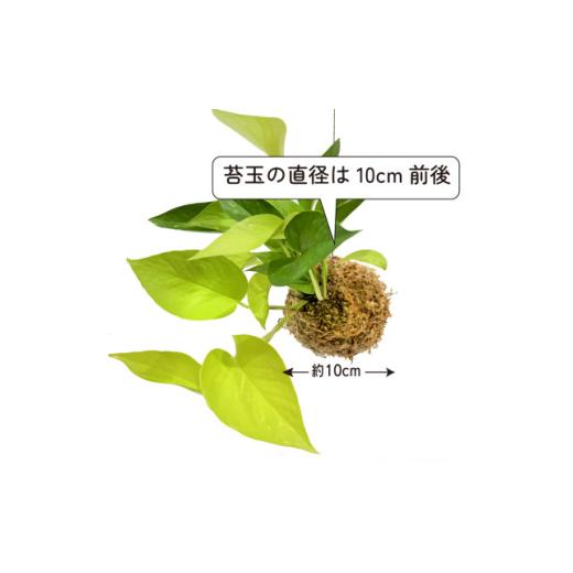 ふるさと納税 花・苗木 盆栽 大阪府 和泉市 ポトスライムの苔玉 おしゃれなインテリア 300g 1601797_3