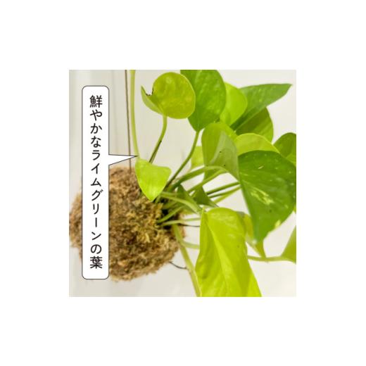 ふるさと納税 花・苗木 盆栽 大阪府 和泉市 ポトスライムの苔玉 おしゃれなインテリア 300g 1601797_4