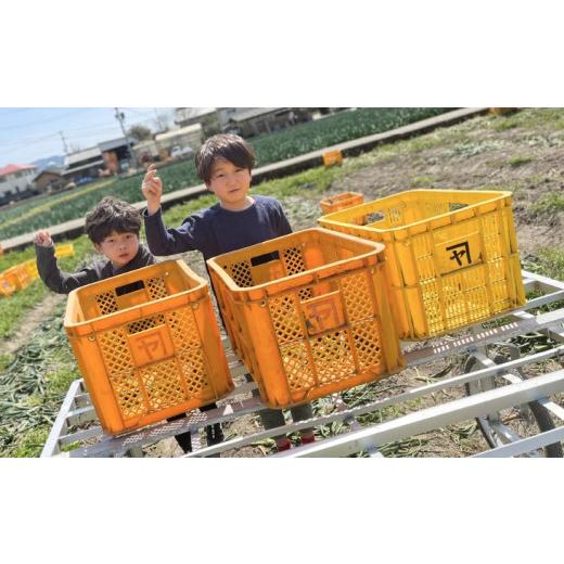 ふるさと納税 野菜類 玉ねぎ 兵庫県 南あわじ市  オニオン魂 淡路島新たまねぎ 10kg  配送３月上旬〜の画像