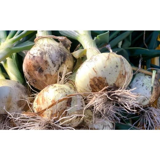 ふるさと納税 野菜類 玉ねぎ 兵庫県 南あわじ市  オニオン魂 淡路島新たまねぎ 10kg  配送３月上旬〜の画像