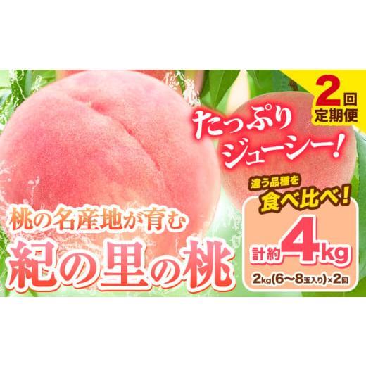 ふるさと納税 もも 和歌山県 岩出市 桃 和歌山県産 紀の里の桃 2回定期便 約2kg×2回 定期[2025年6月中旬-8月中旬頃出荷] 2025年 先行予約 紀の里の桃 白鳳 …