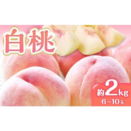 ふるさと納税 もも 香川県 さぬき市 先行予約 白桃 桃 もも 約2kg 6-10玉入り | 香川県産 果物 くだもの フルーツ ジューシーな果汁と果肉が自慢の画像