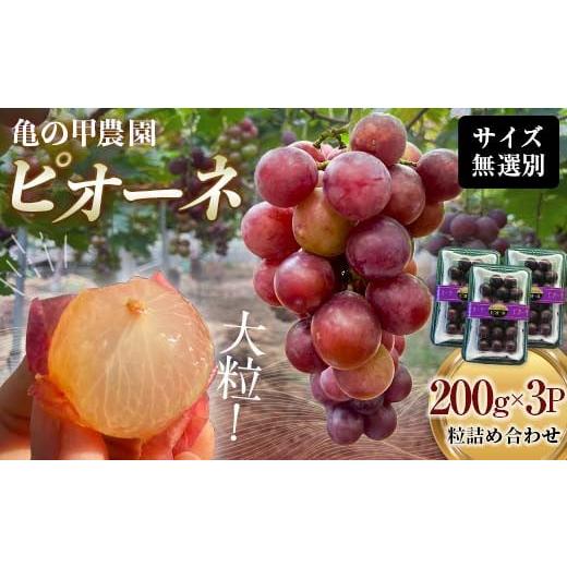 ふるさと納税 果物類 ぶどう 山口県 山陽小野田市 農薬・化学肥料不使用 ぶどうの粒 無選別(200g)×3パック フルーツ ぶどう 葡萄 ブドウ ピオーネ 有機 無…