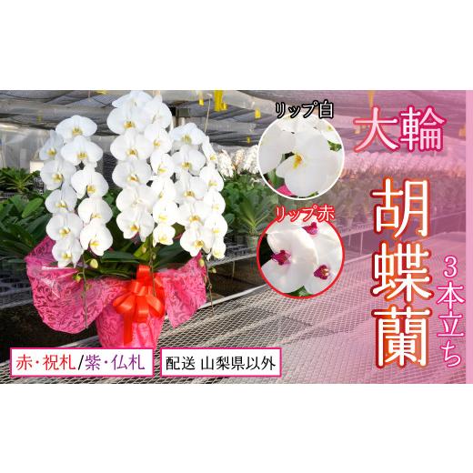 ふるさと納税 雑貨・日用品 花 山梨県 笛吹市 胡蝶蘭大輪3本立ち 配送 山梨県以外 リップ 赤 ラッピング 赤・祝札 234-002-003 配送 山梨県以外 リップ 赤 ラ…