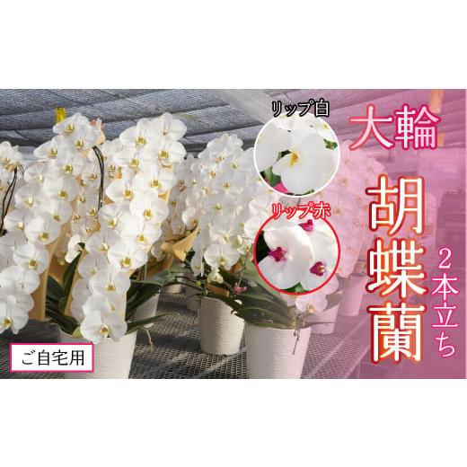 ふるさと納税 雑貨・日用品 花 山梨県 笛吹市 ご自宅用 胡蝶蘭2本立ち リップ 白 234-003-02 ご自宅用 胡蝶蘭2本立ち リップ 白