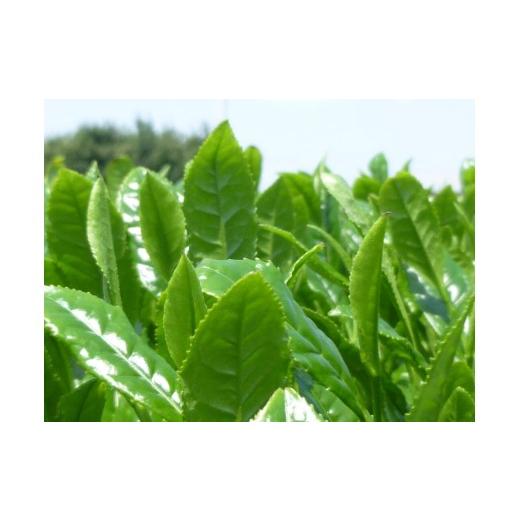 ふるさと納税 お茶類 緑茶（茶葉・ティーバッグ） 福岡県 八女市  2026年新茶 八女茶 極上煎茶 100g×5袋 茶 お茶 新茶 八女茶 煎茶 緑茶 極上 福岡県 八女市の画像